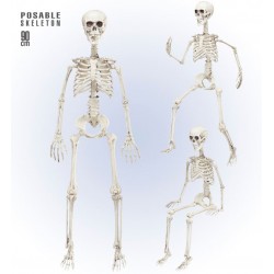 ESQUELETO POSABLE 90 CM